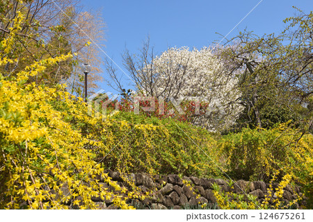 禦台公園的櫻花 禦台公園的櫻花 124675261