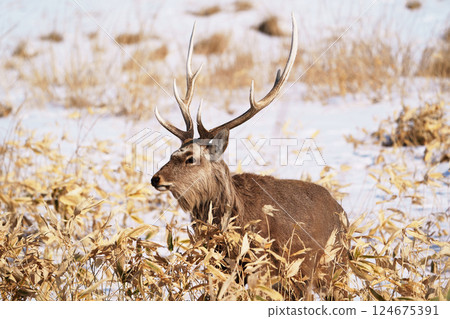 Ezo deer "wild animals" 124675391