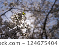 Cherry blossoms shining through the sunlight. Copy space available. 124675404