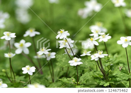 東京板橋區赤塚公園的銀蓮花 124675462