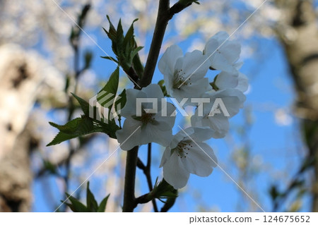Cherry blossoms in full bloom - Somei Yoshino Cherry blossoms in full bloom - Somei Yoshino 124675652