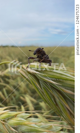 Weevil resting on wheat stalk in cultivated field 124675723