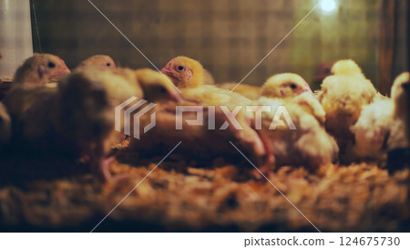 Baby chicks huddling together under warming heat lamp inside dimly lit chicken coop Baby chicks huddling together under warming heat lamp inside dimly lit chicken coop 124675730