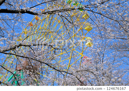 The Ferris wheel at Kezoji Amusement Park with cherry blossoms in bloom 124676167