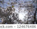 Beautiful cherry blossoms with copy space on the right 124676486