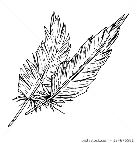 Two detailed ink feathers drawn in expressive line art style. Perfect for bohemian projects, craft packaging, rustic wedding invites, traditional calligraphy, school notebooks, and textile design. 124676591