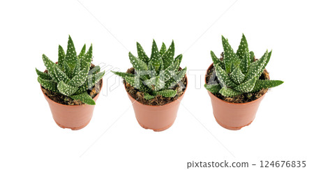 Haworthia succulent, zebra plant, mini aloe vera office table plant, star window cactus desk pot Haworthia succulent, zebra plant, mini aloe vera office table plant, star window cactus desk pot 124676835