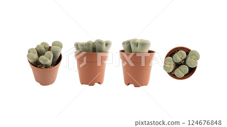 Lithops succulent, live stones office table plant, pebble plants cactus desk pot, interior design plant 124676848