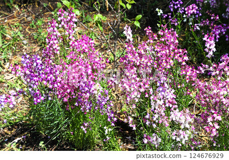 Linaria (Hime Goldfish) 124676929