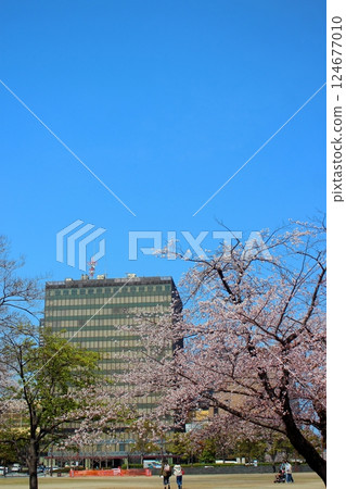北九州市小倉的櫻花樹和北九州市政府[藍天]垂直位置 124677010
