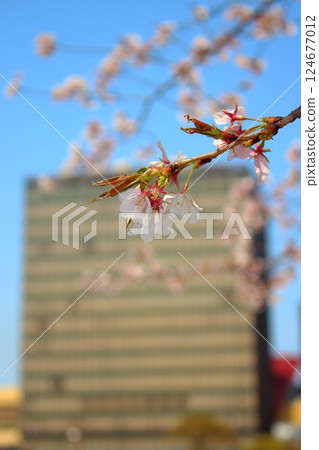 Cherry blossom trees and Kitakyushu City Hall in Kokura, Kitakyushu City [Blue sky] Vertical position 124677012