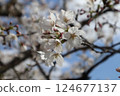 Cherry Blossoms	 124677137