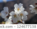 Cherry Blossoms	 124677138