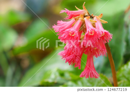 上鏡花 上鏡花 124677219