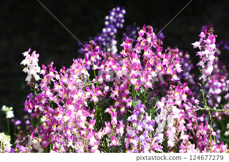 Linaria (Hime Goldfish) Linaria (Hime Goldfish) 124677279