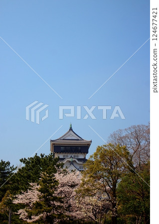 Kokura Castle and cherry blossoms in full bloom against a blue sky [Vertical] 124677421