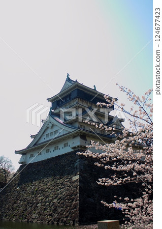 Kokura Castle and cherry blossoms in full bloom against a blue sky [Vertical] 124677423