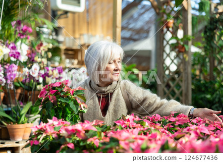 Elderly woman choosing poinsettia in flower shop Elderly woman choosing poinsettia in flower shop 124677436