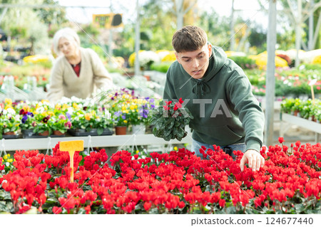 Young guy choosing cyclamen in flower shop Young guy choosing cyclamen in flower shop 124677440