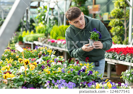 Young guy landscape designer view contemplate and examines pansies plants 124677541