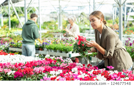 Young woman choosing cyclamen in flower shop Young woman choosing cyclamen in flower shop 124677548