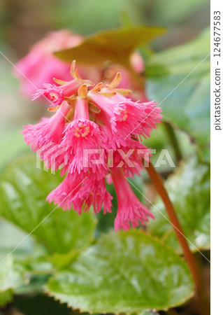 Iwagami's flower Iwagami's flower 124677583