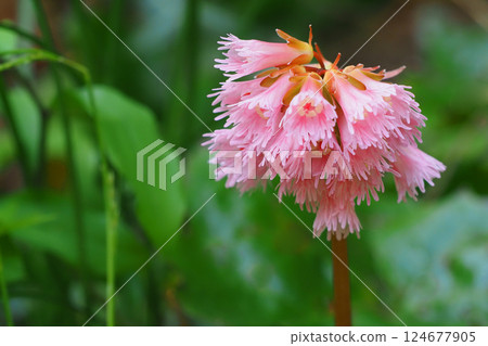 Iwagami's flower 124677905