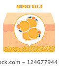 Adipose tissue browning process showing white, brown and beige fat cells involved in thermogenesis, lipolysis and energy storage. Medical vector illustration for obesity, diabetes, metabolism research 124677944