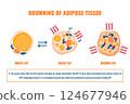 Adipose tissue browning process showing white, brown and beige fat cells involved in thermogenesis, lipolysis and energy storage. Medical vector illustration for obesity, diabetes, metabolism research 124677946