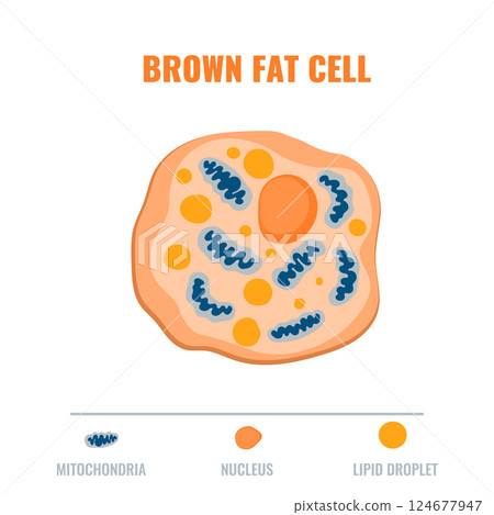 Adipose tissue showing brown fat cell with mitochondria and nucleus detail. Fat structure diagram for obesity, diabetes and metabolism research. Medical vector illustration. Adipose tissue showing brown fat cell with mitochondria and nucleus detail. Fat structure diagram for obesity, diabetes and metabolism research. Medical vector illustration. 124677947