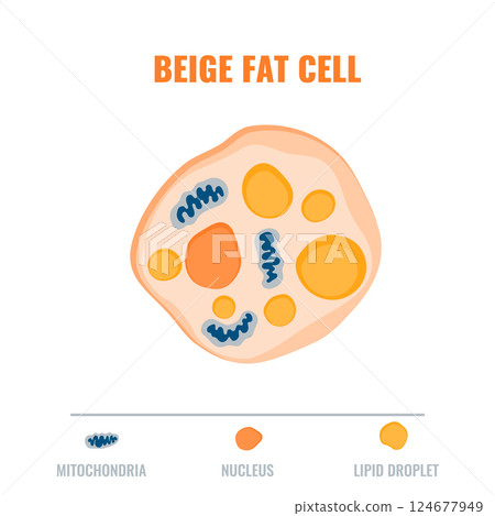 Adipose tissue showing beige fat cell with mitochondria and nucleus detail. Fat structure diagram for obesity, diabetes and metabolism research. Medical vector illustration. Adipose tissue showing beige fat cell with mitochondria and nucleus detail. Fat structure diagram for obesity, diabetes and metabolism research. Medical vector illustration. 124677949