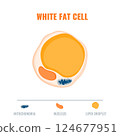 Adipose tissue showing white fat cell with mitochondria and nucleus detail. Fat structure diagram for obesity, diabetes and metabolism research. Medical vector illustration.. 124677951