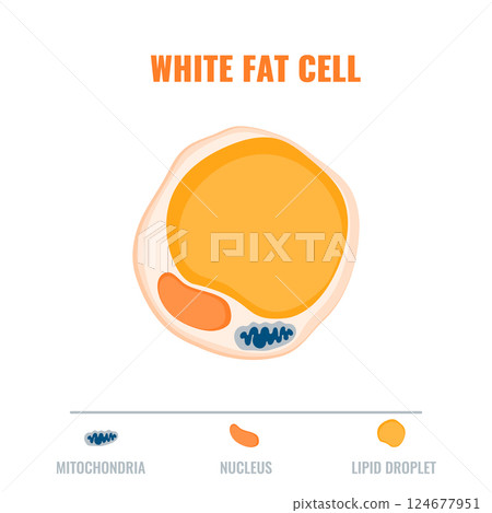 Adipose tissue showing white fat cell with mitochondria and nucleus detail. Fat structure diagram for obesity, diabetes and metabolism research. Medical vector illustration.. 124677951