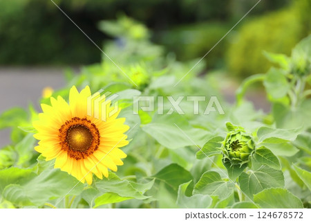 Landscape with sunflowers 124678572