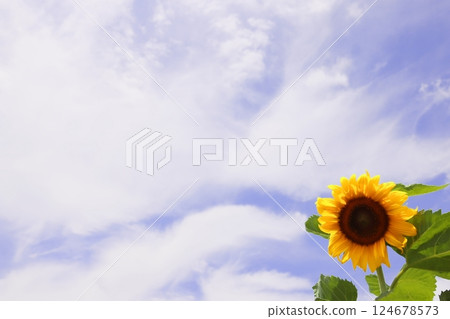 Sunflower in the blue sky 124678573