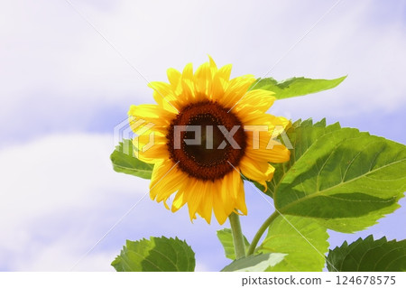 Sunflower in the blue sky 124678575