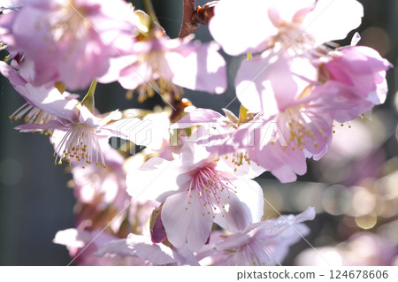 Kawazu cherry tree Kawazu cherry tree 124678606