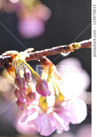 河津櫻花 124678615