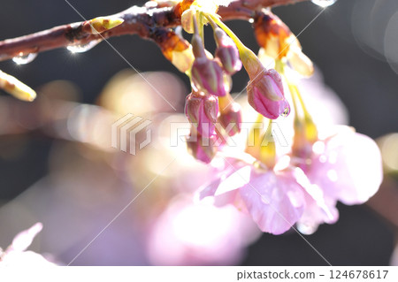 河津櫻花 124678617