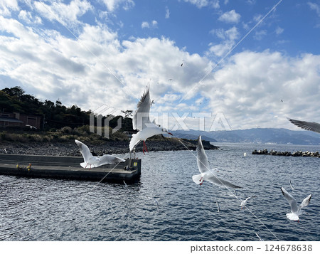 飛翔的海鷗 飛翔的海鷗 124678638