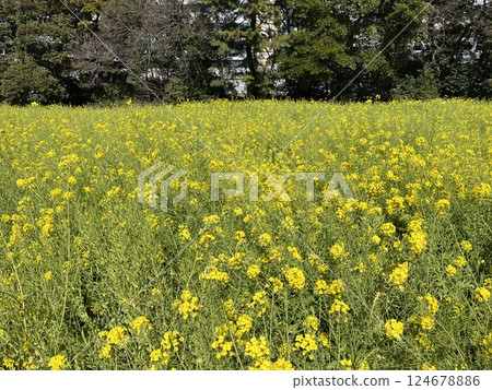 Blooming rapeseed fields at Hama-rikyu Gardens 124678886