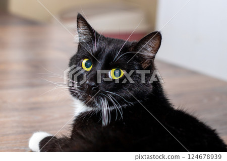 A black and white cat with bright yellow eyes gazes intently 124678939