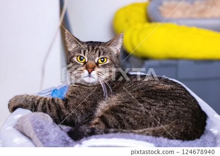 A cute cat lays on a blanket, looking curiously at the camera 124678940