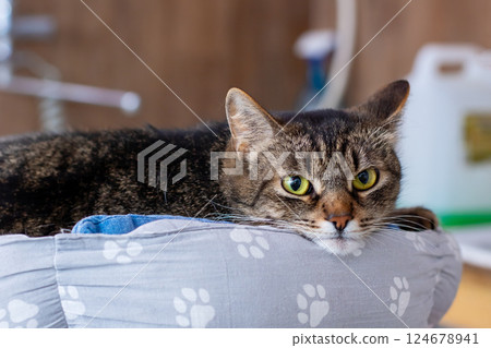 A cute cat lies comfortably on a fluffy pillow with paw prints A cute cat lies comfortably on a fluffy pillow with paw prints 124678941