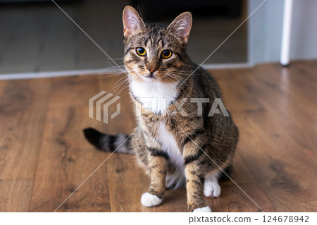 A cat sits comfortably on a wooden floor, looking at the camera 124678942