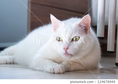 A fluffy white cat with striking green eyes is comfortably laying on the floor A fluffy white cat with striking green eyes is comfortably laying on the floor 124678949