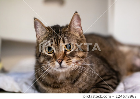 A cat is comfortably laying on a bed while looking directly at the camera A cat is comfortably laying on a bed while looking directly at the camera 124678962
