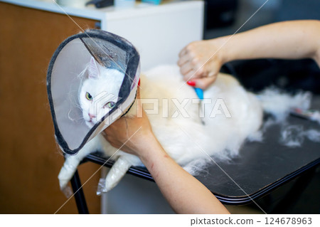 A fluffy white cat with a cone collar is being groomed 124678963