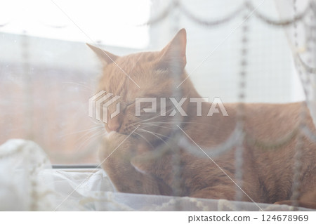 A cat lounges on a window sill, eyes closed, soaking up the sun A cat lounges on a window sill, eyes closed, soaking up the sun 124678969