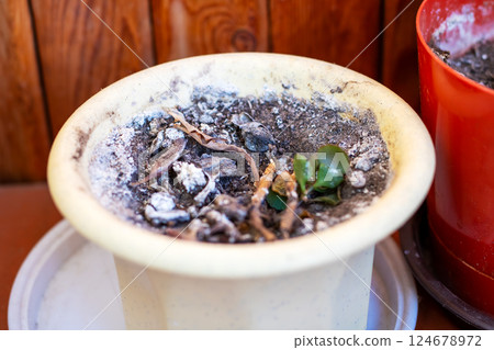 A white ceramic pot that holds a green plant inside of it A white ceramic pot that holds a green plant inside of it 124678972